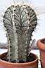 ASTROPHYTUM ORNATUM.jpg